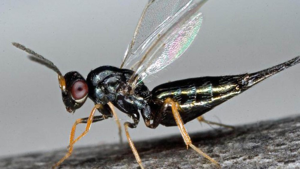 Tetrastichus eriophyidis