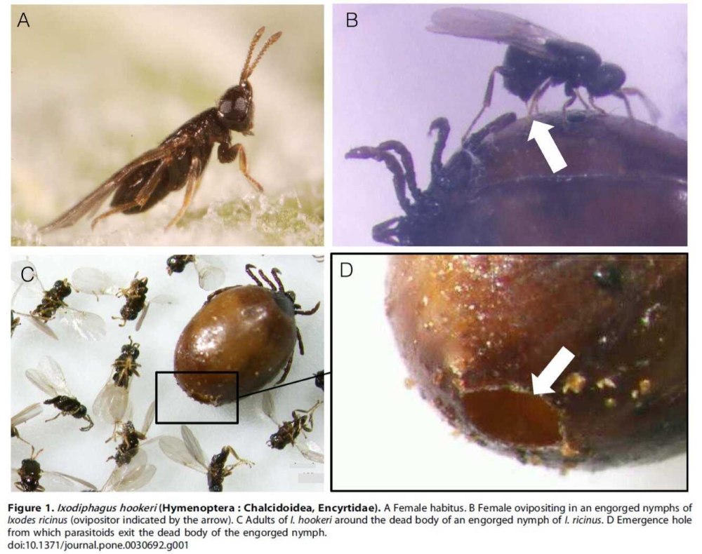 Ixodiphagus hookeri