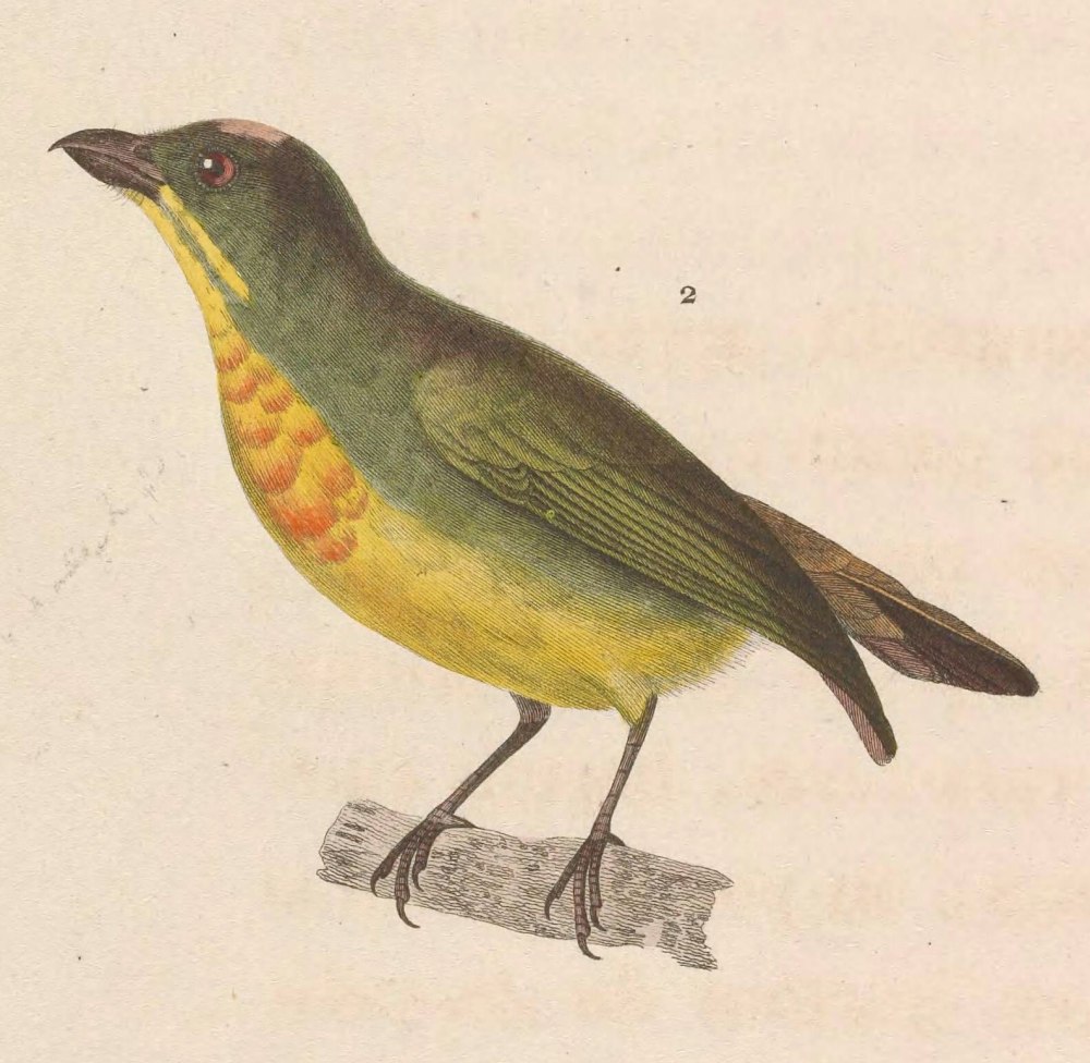 Prionochilus thoracicus