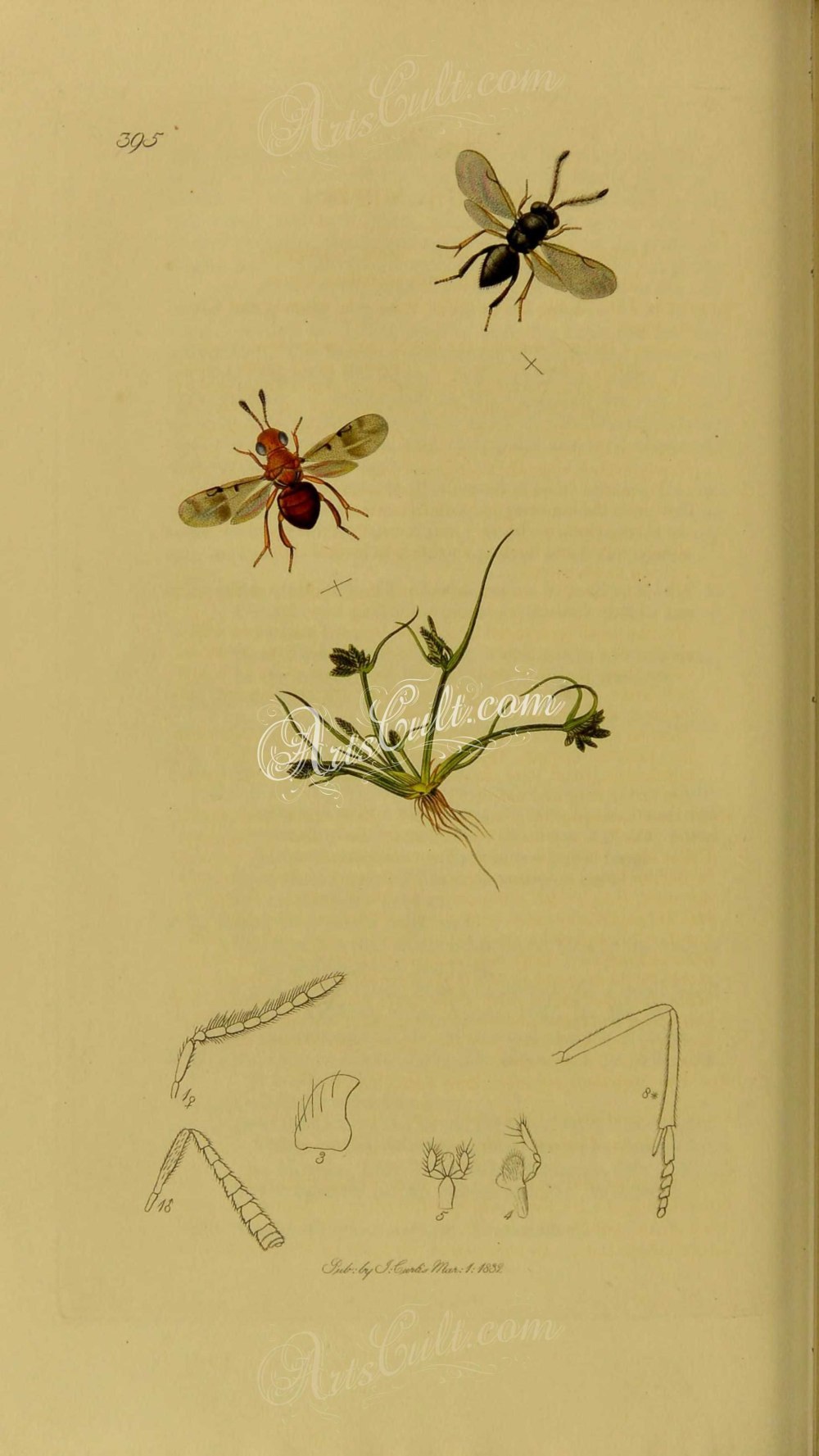 Encyrtus Infidus Rossi