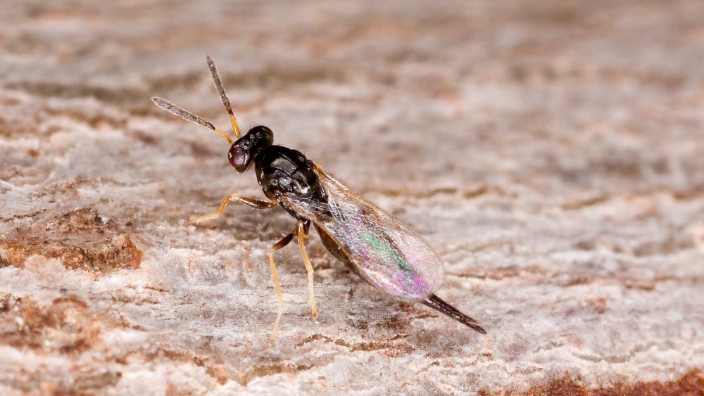 Tetrastichus cassidarum