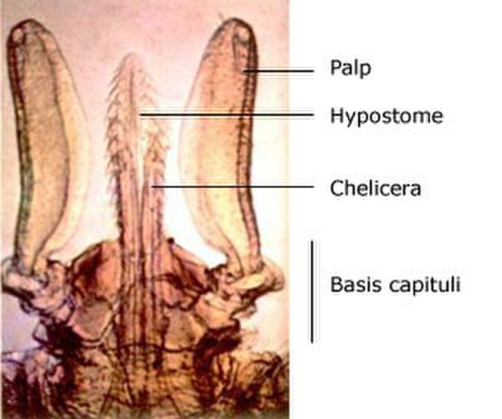 Hypostome это