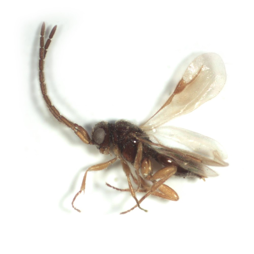 Megaspilidae