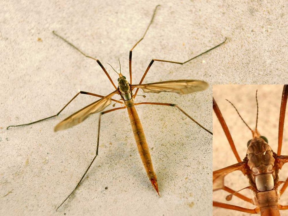 Tipula paludosa – комар долгоножка