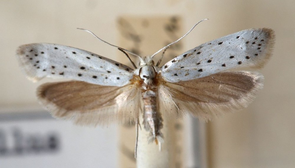 Горностаевая моль яблонная (Yponomeuta malinellus).