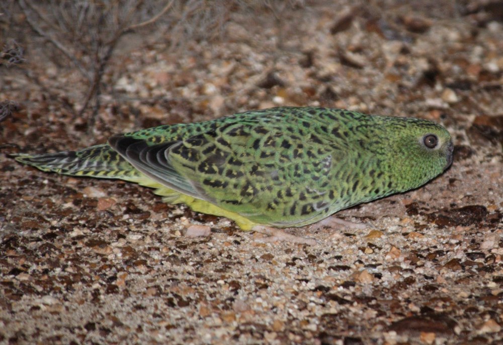 Pezoporus occidentalis