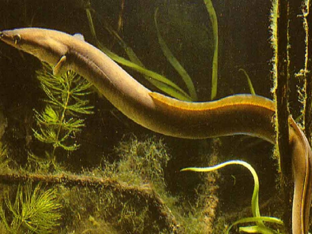 Европейский угорь