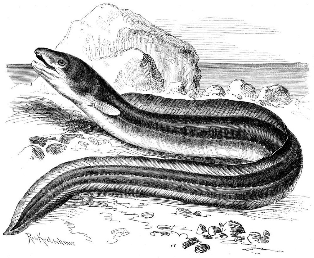 Атлантический Конгер