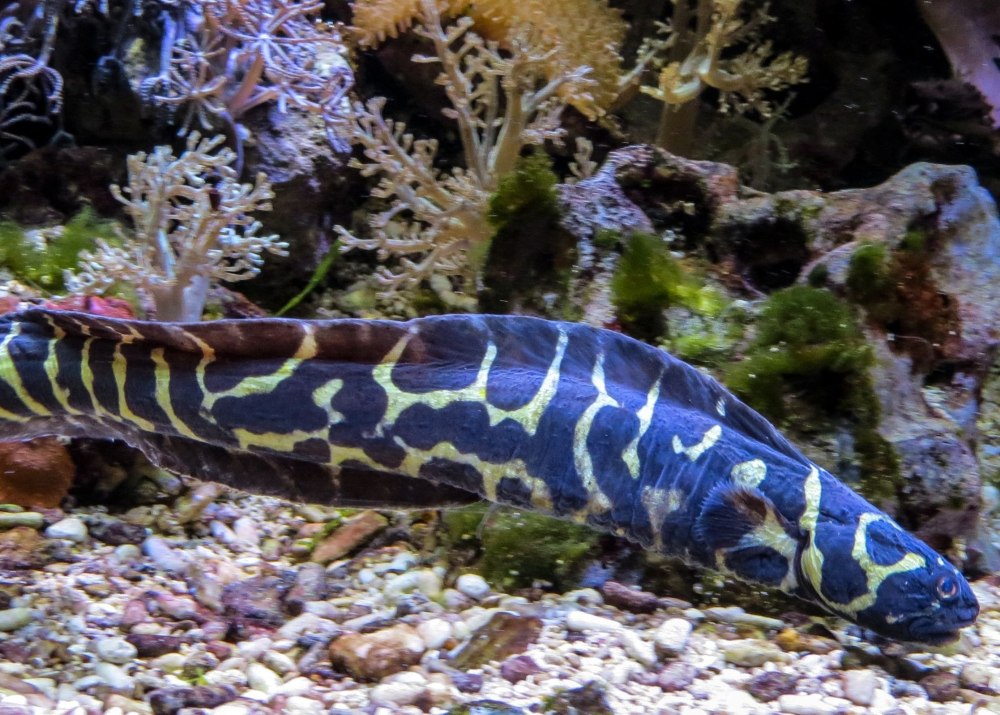 Ленточная мурена