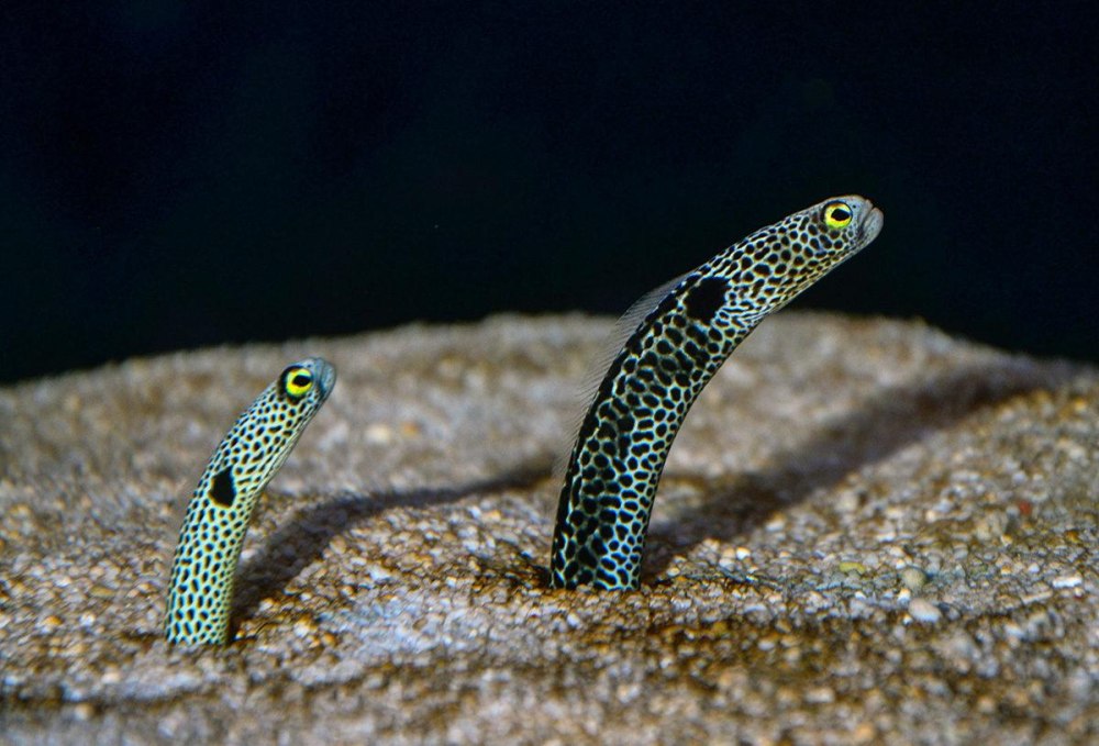 Пятнистый угорь