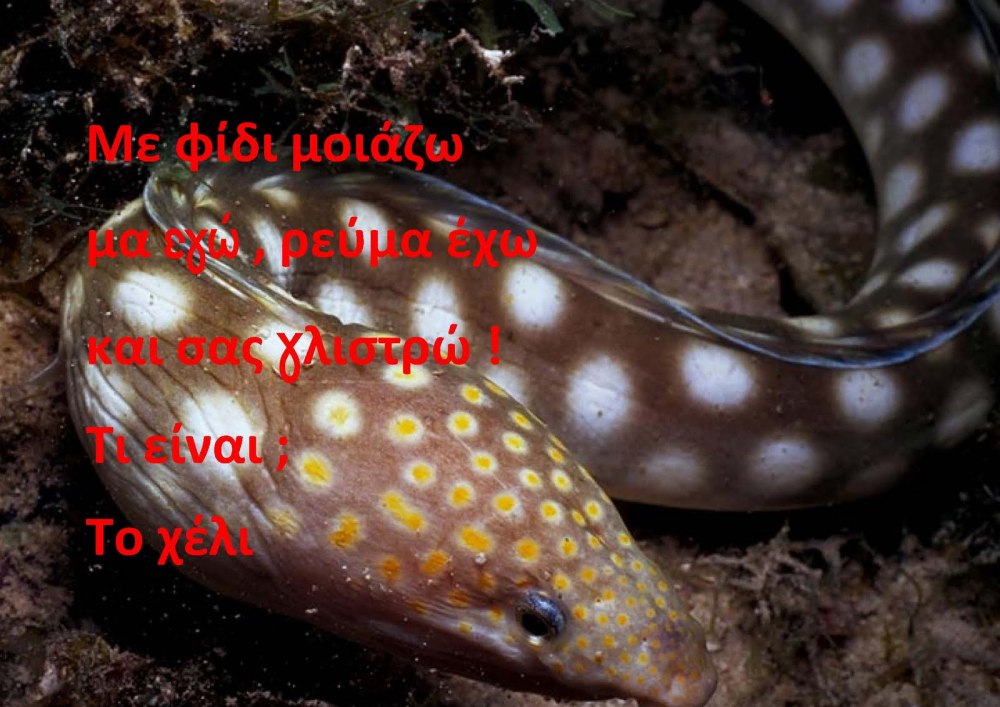 Щукорылый угорь