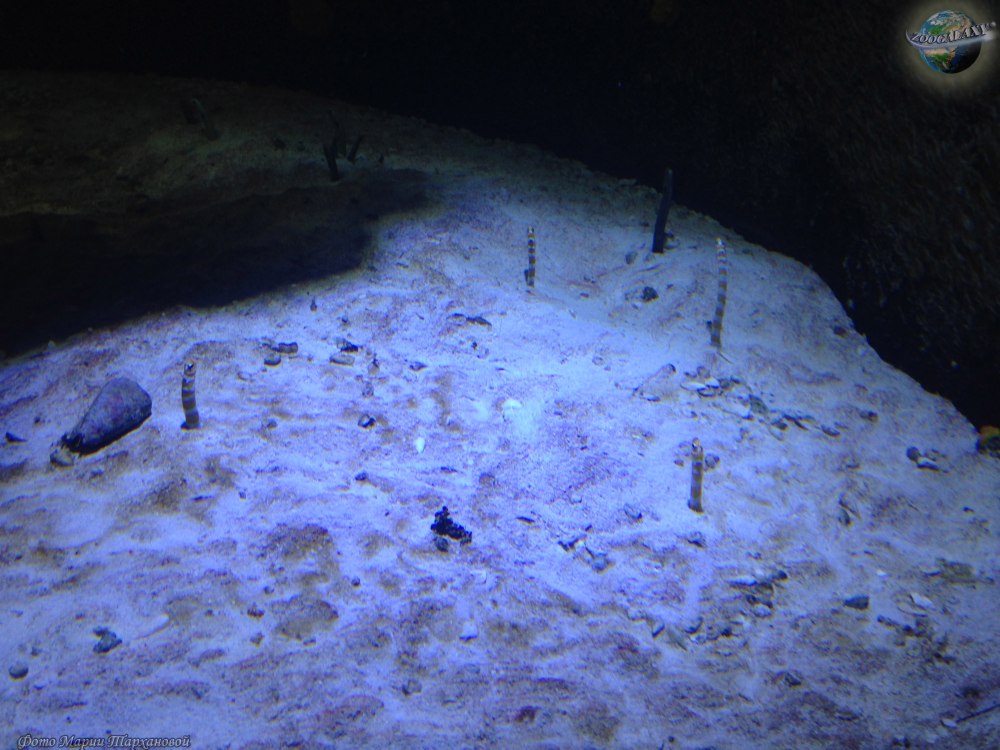 Горгасия великолепная