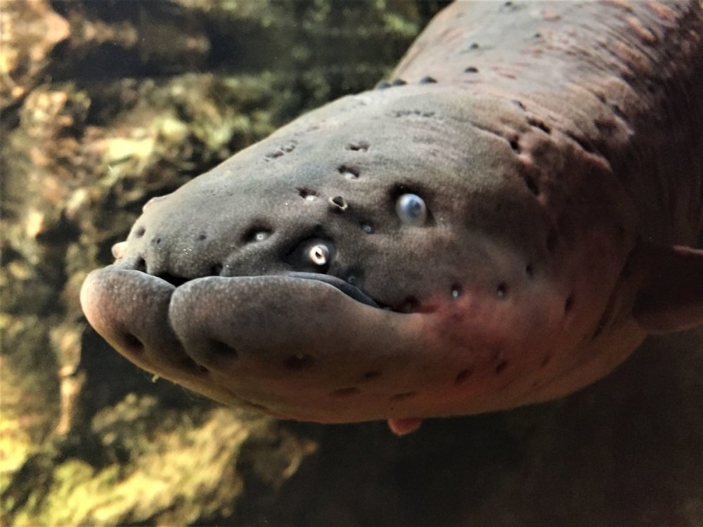 Дальневосточный угорь