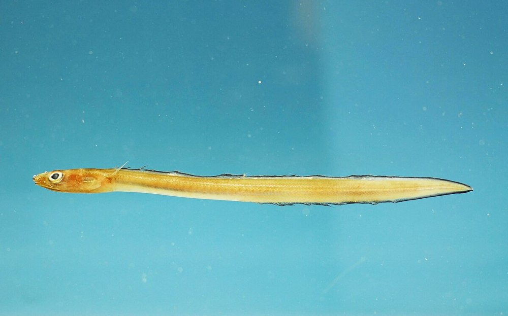 Конгеровые угри