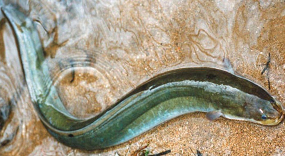 Балтийский угорь