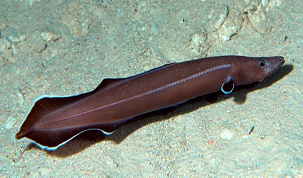 Угорь Палау