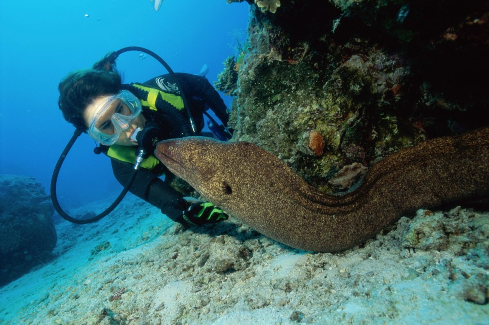 Морской угорь