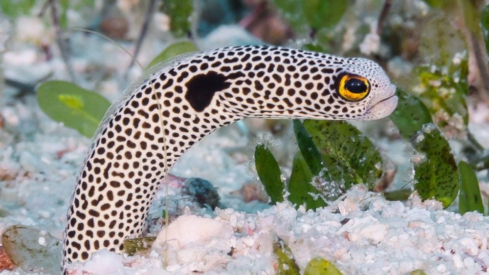 Пятнистый угорь