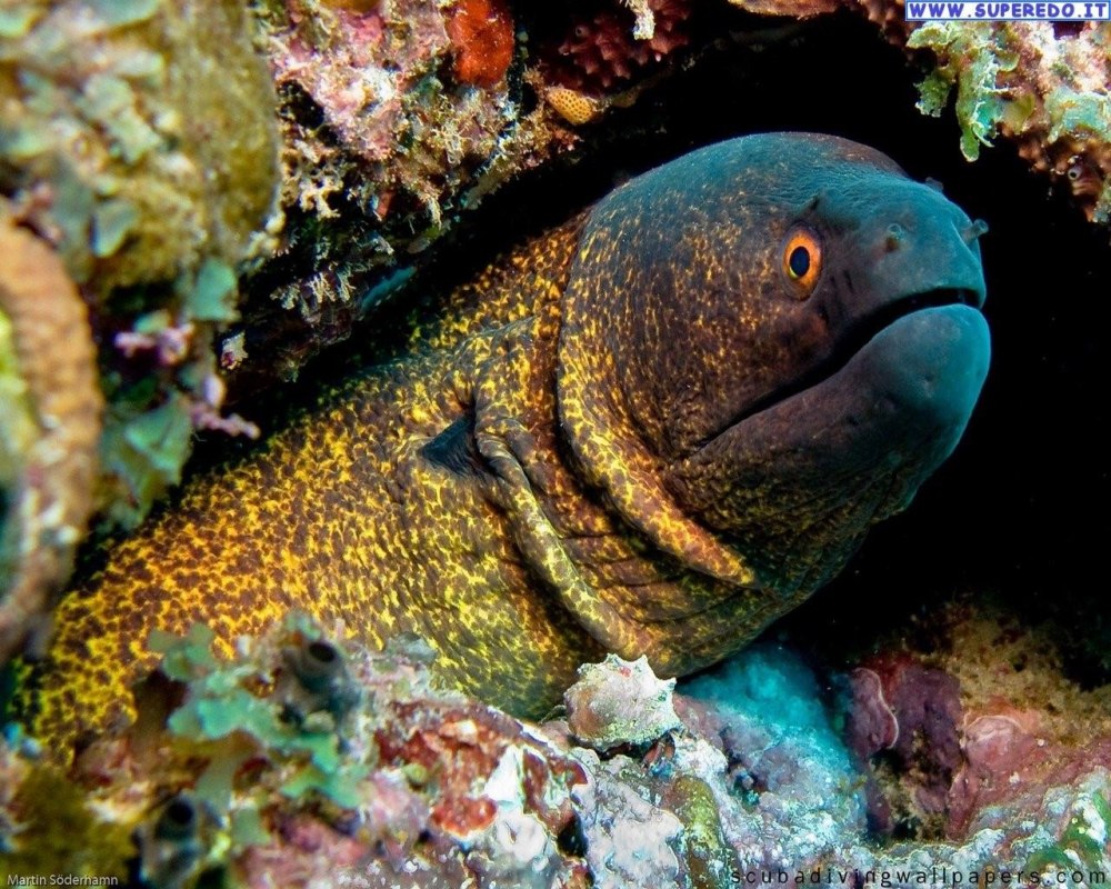 Средиземноморская мурена