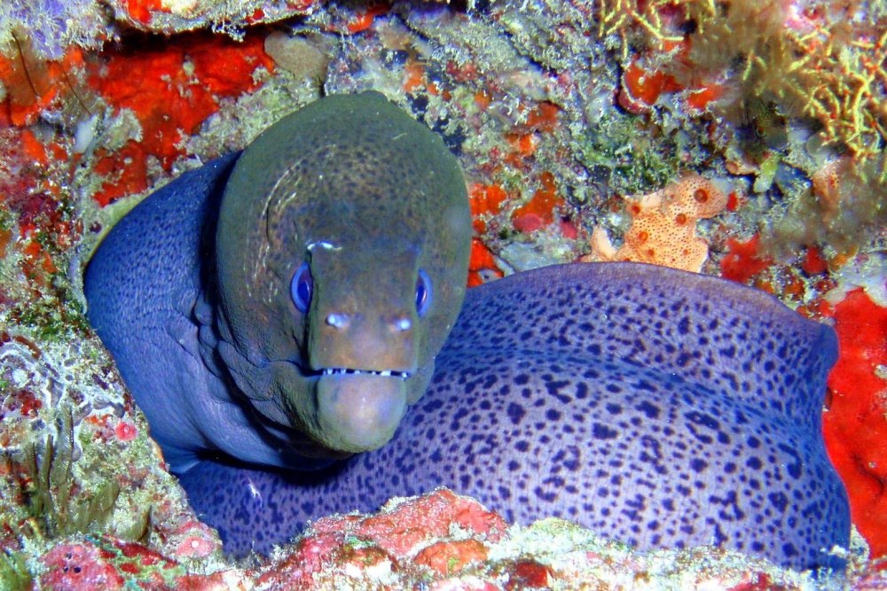 Мурена рыба