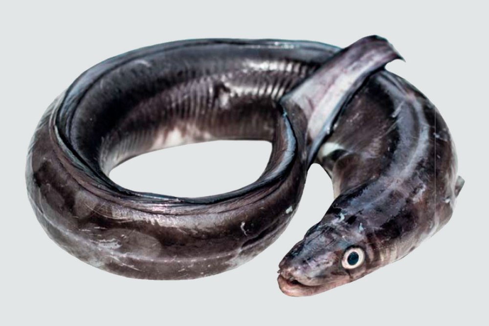 Морской Балтийский угорь