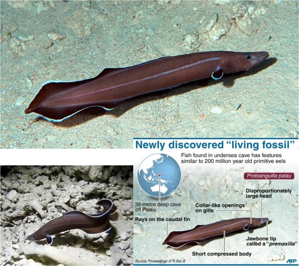 Eel перевод с английского