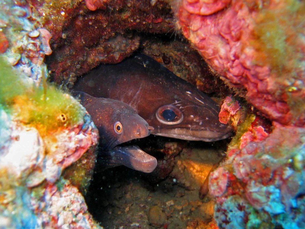 Морской угорь Конгер