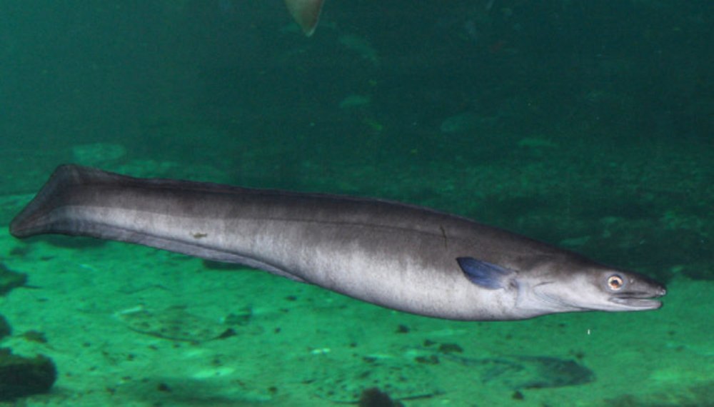 Угорь Конгер Атлантический