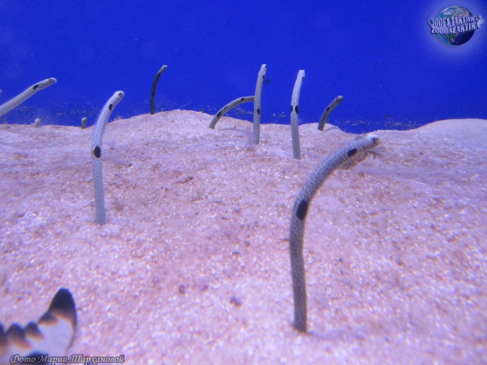 Пеликановый угорь