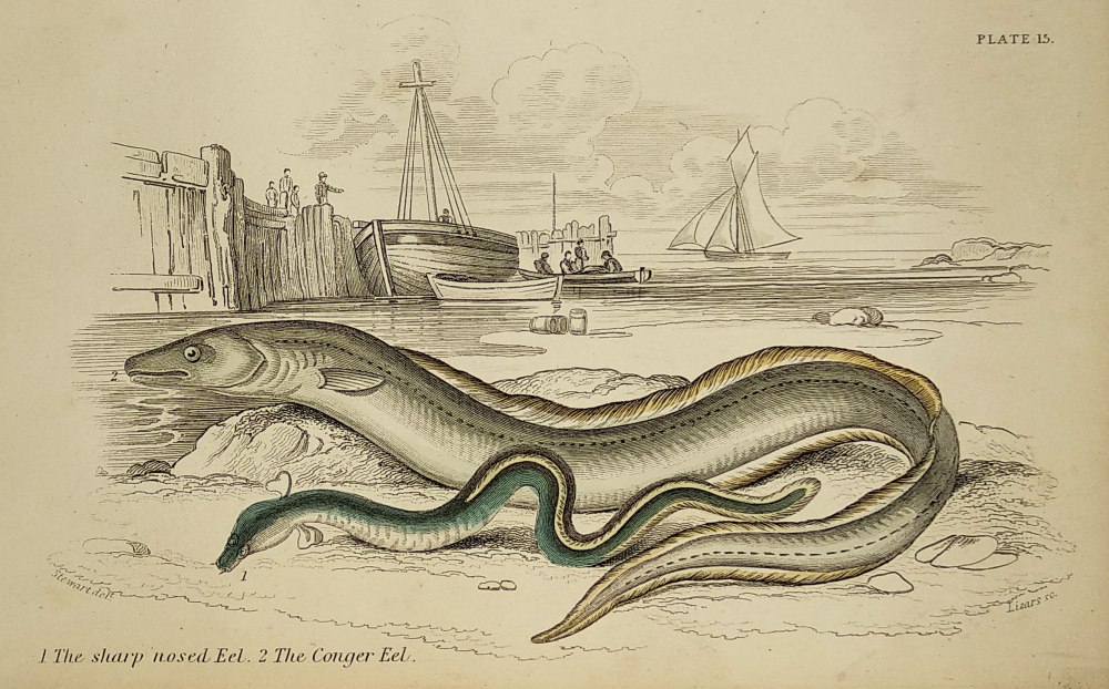 Рисунок приготовленного морского угря