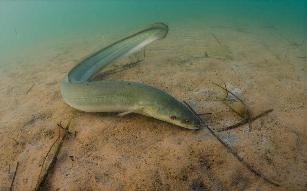 Малоплавниковый угорь