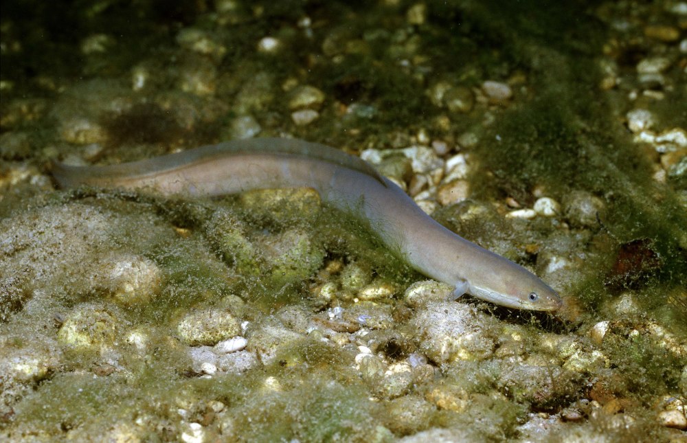 Европейский морской угорь