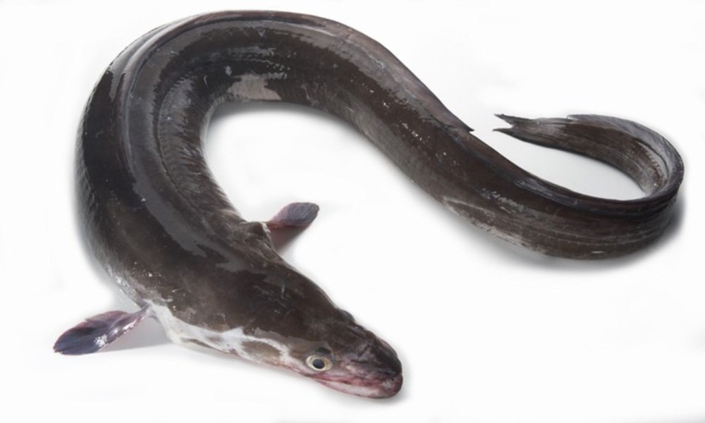 Белопятнистый морской угорь