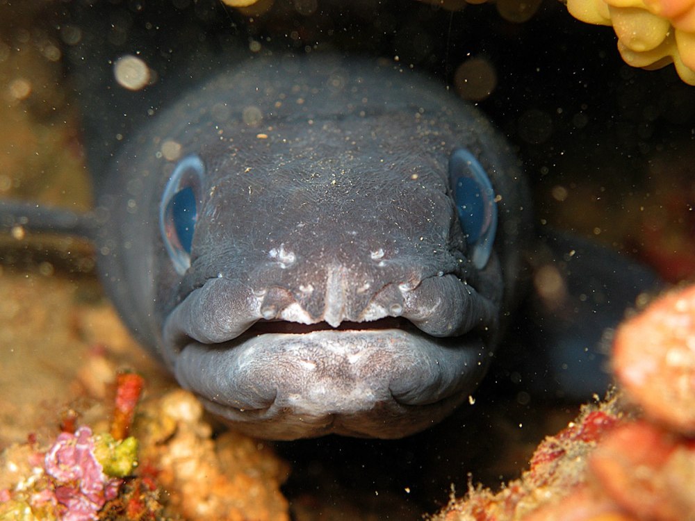 Морской угорь Конгер