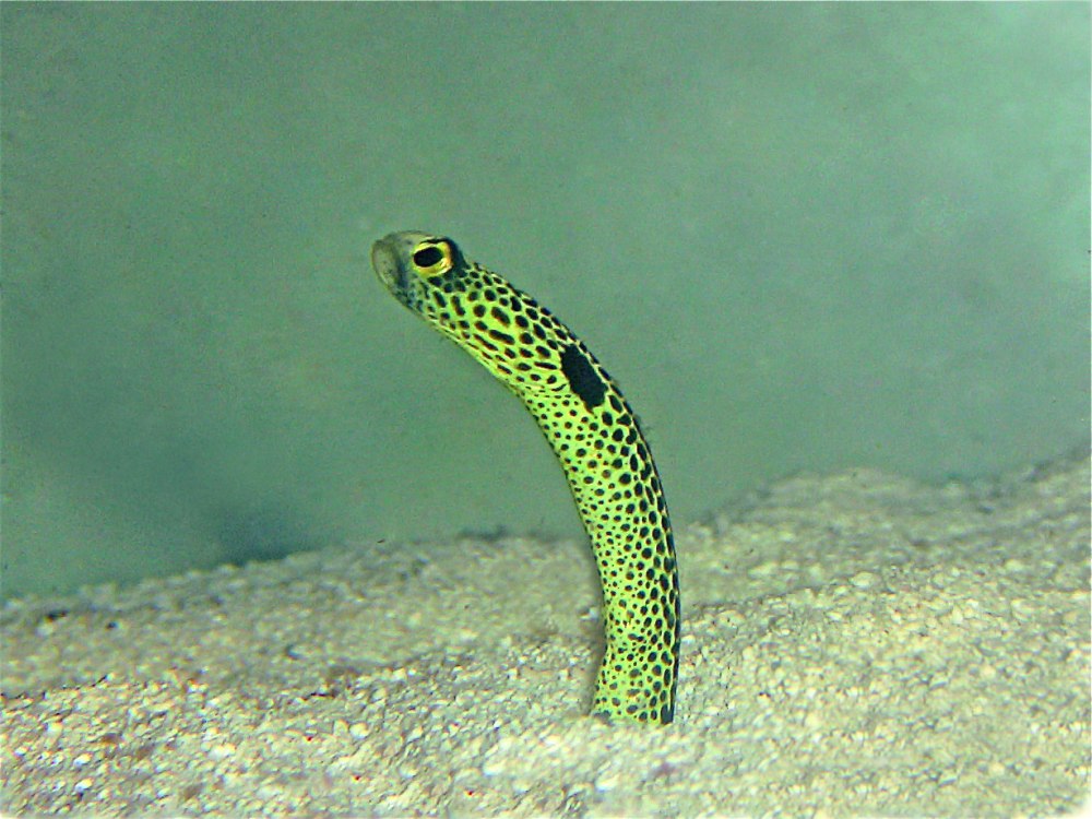 Конгеровые угри