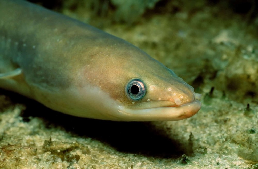 Европейский Речной угорь