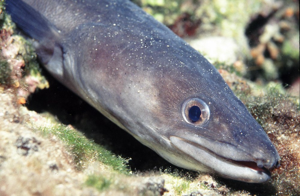 Белопятнистый морской угорь
