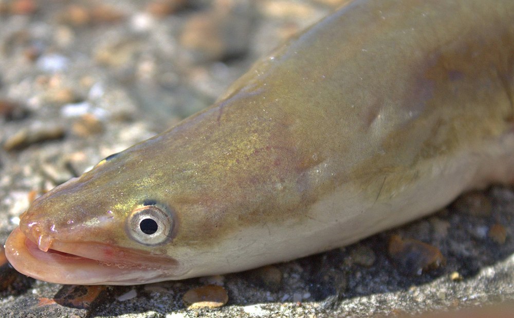 Морской угорь Конгер