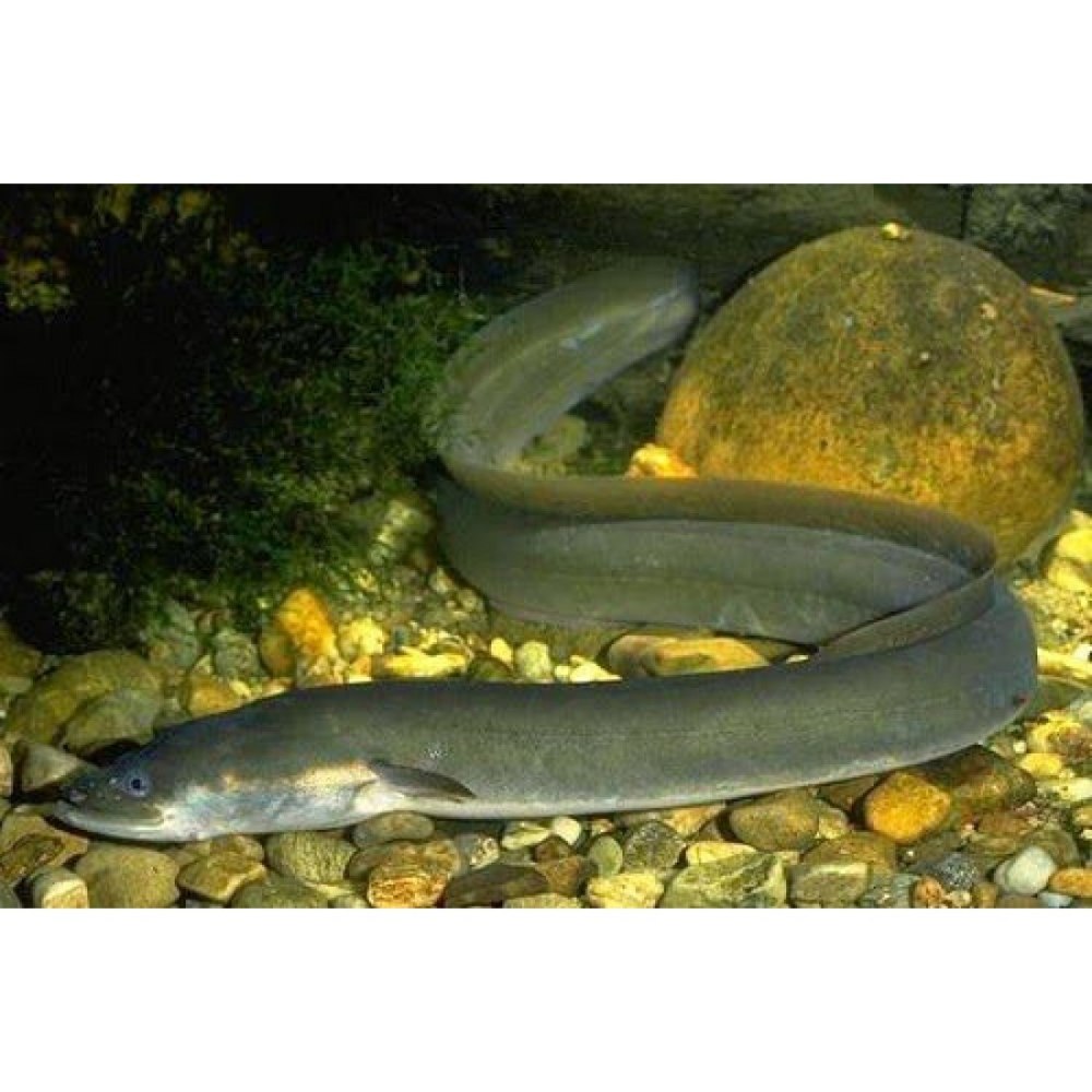 Европейский Речной угорь