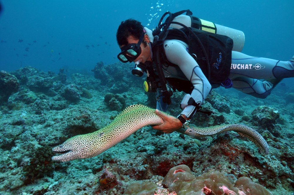 Мурена гигант