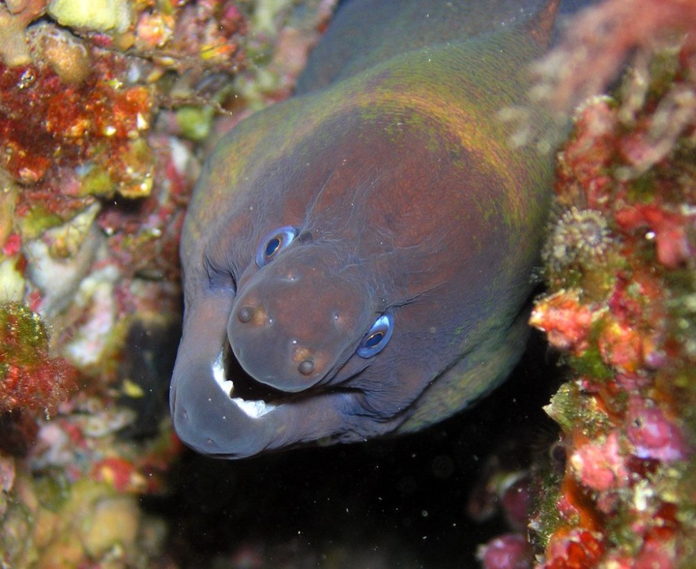 Мурена черная красное море