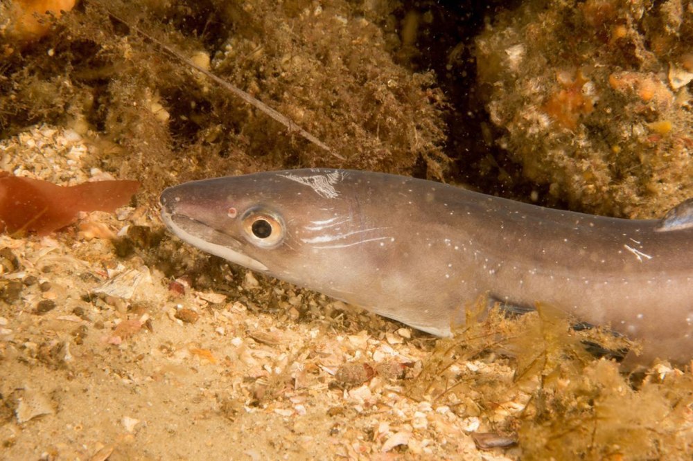 Мурена Речной угорь