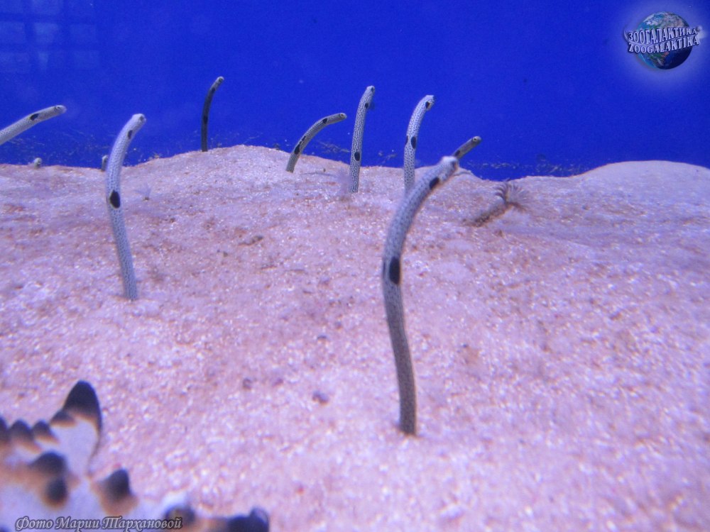 Конгеровые угри