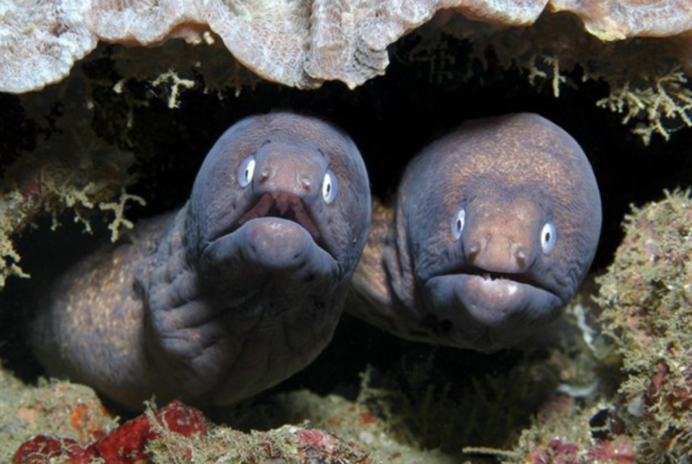 Мурена в индийском океане