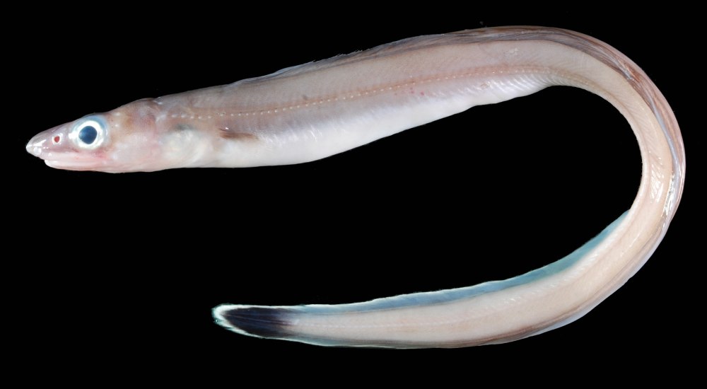 Угорь Черноморский