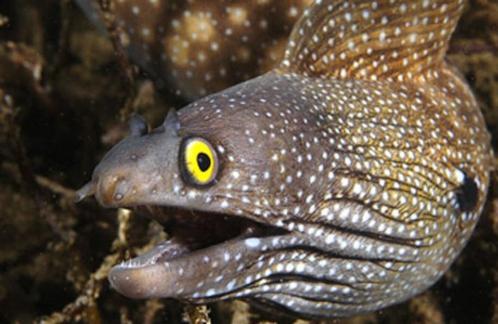 Птица угорь