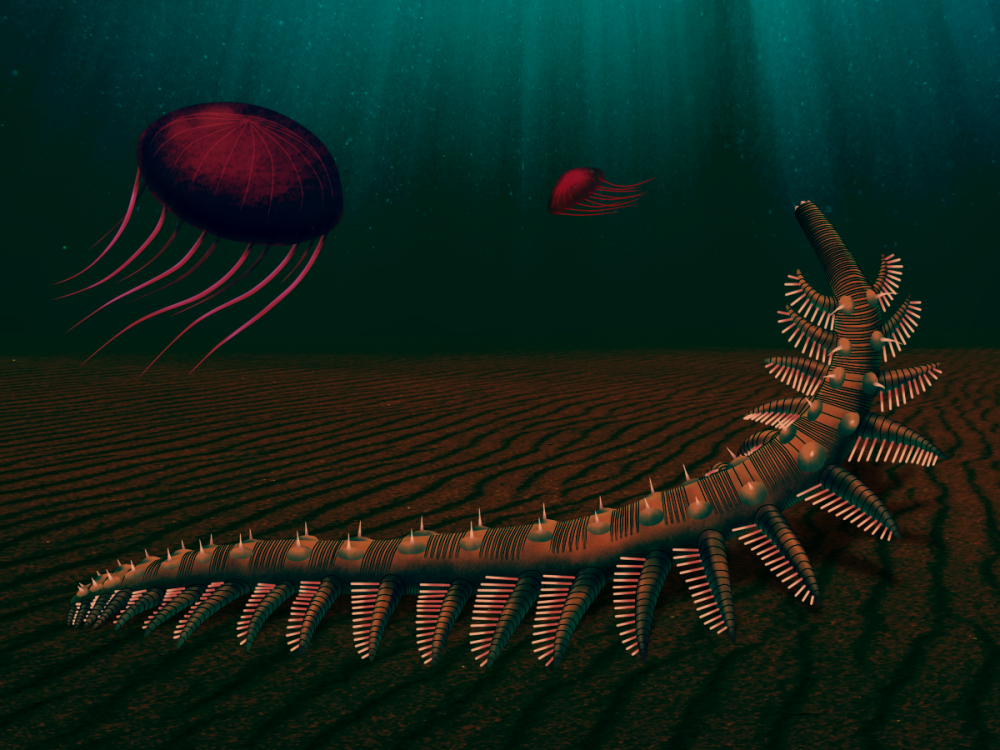 Xenusion auerswaldae