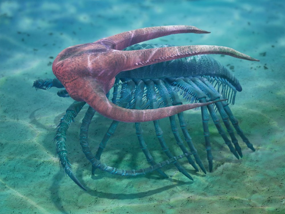 Marrella splendens