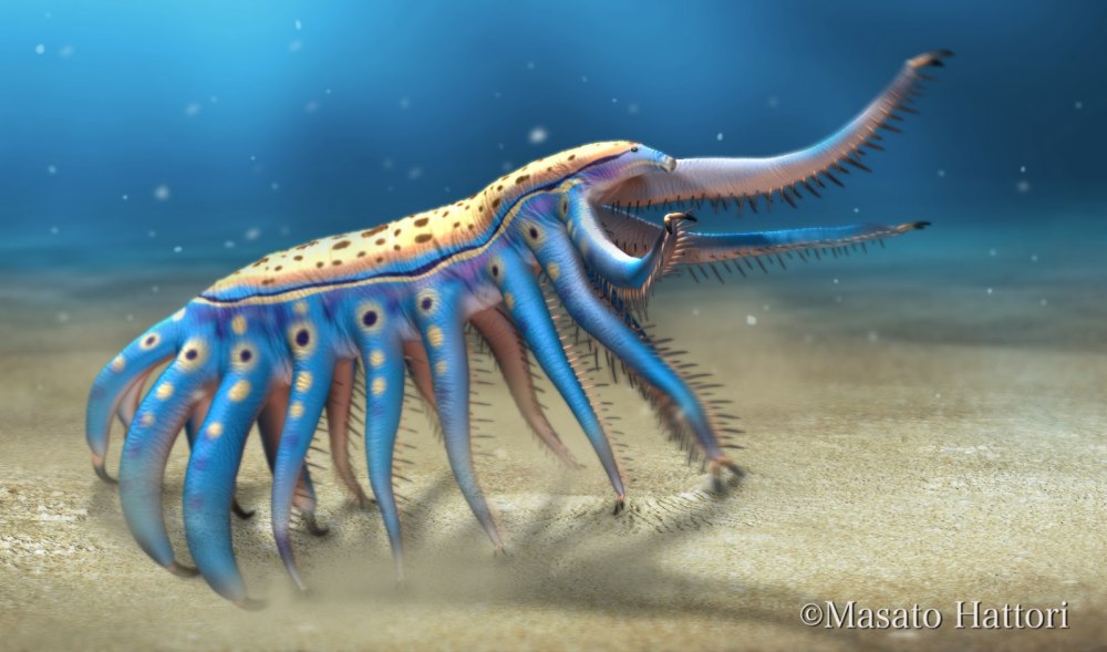 Ovatiovermis cribratus