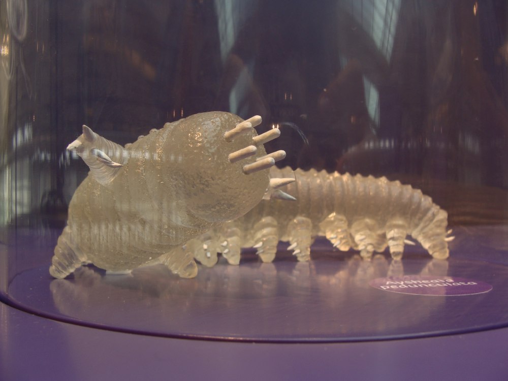 Aysheaia pedunculata